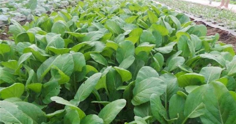 Kỹ thuật cải tạo đất trồng rau hiệu quả, giúp cây rau phát triển xanh tốt và cho năng suất cao